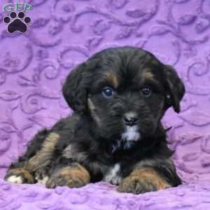 Deary, Mini Bernedoodle Puppy